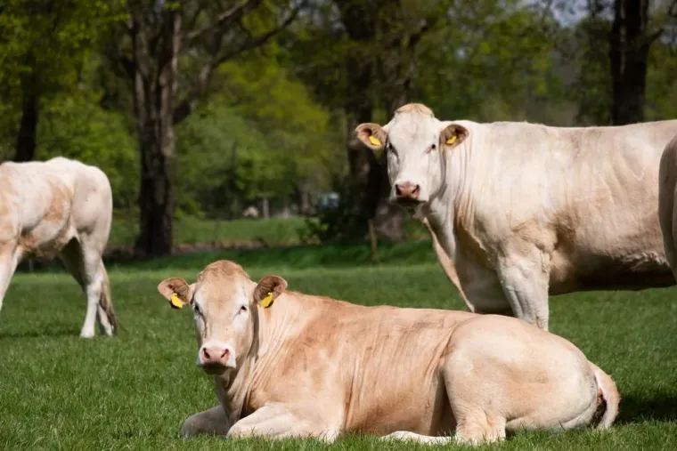 Vente directe producteur de bœuf à Vinay, Vinay, La Halle Fermière