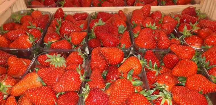 Vente directe producteur de fruits de saison à Vinay, Vinay, La Halle Fermière