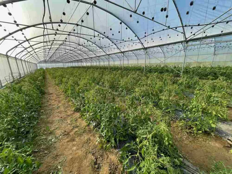 Vente directe producteur de légumes de saison à Vinay, Vinay, La Halle Fermière