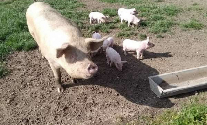 Vente directe producteur de porcs fermiers à Vinay, Vinay, La Halle Fermière