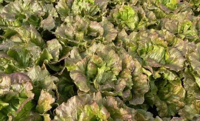 Vente directe producteur de légumes de saison à Vinay, Vinay, La Halle Fermière