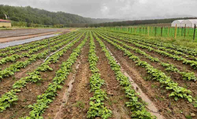 Vente directe producteur de légumes de saison à Vinay, Vinay, La Halle Fermière